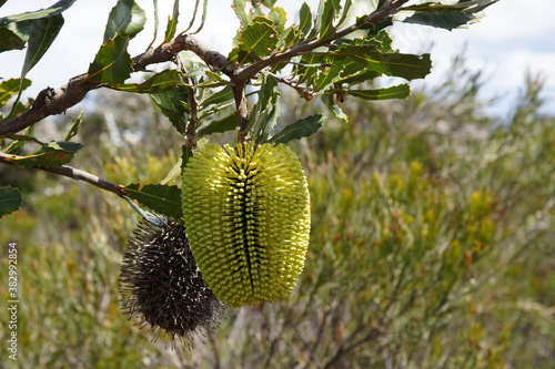 Flower of the yellow lantern banksia (Banksia lemanniana), natural habitat in Southwest Western Australia photo