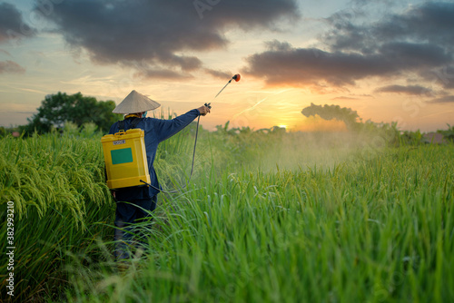 Photos Asian farmers spray herbicides Farmers spray insecticides in rice fields in Vietnam