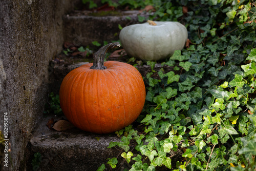 Big ripe pumpkins lying on concrete stairs outside, focus on orange one while the blue one is in out of focus background