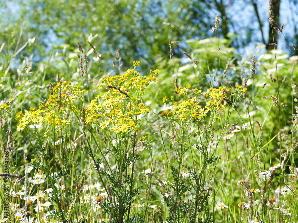 Fototapeta premium Gelbe Wildblume yellow wildflower