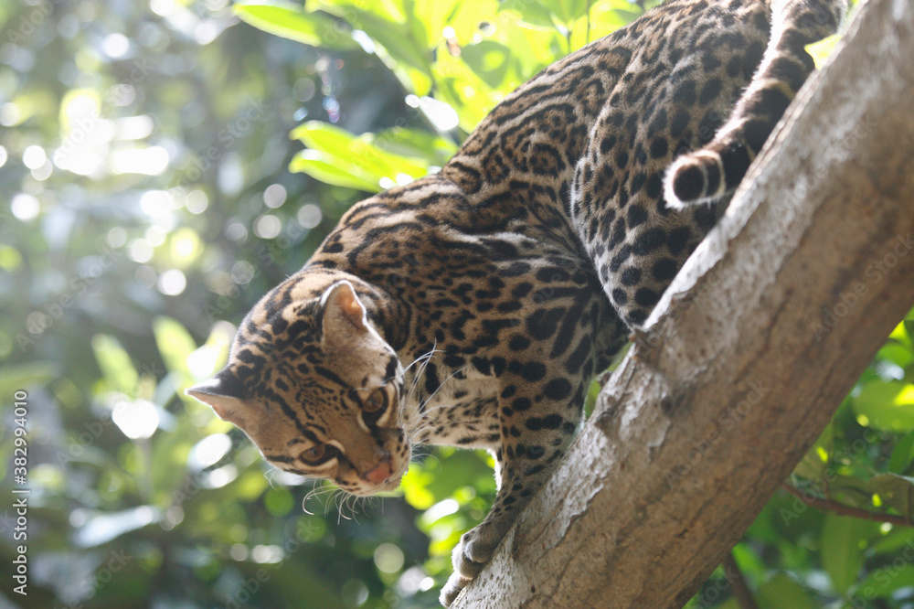 Obraz premium オセロット