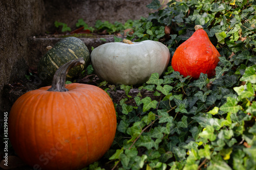 Bunch of alll kind pumpkins lying on stairs outside - the orange one, the blue one and the greens. photo