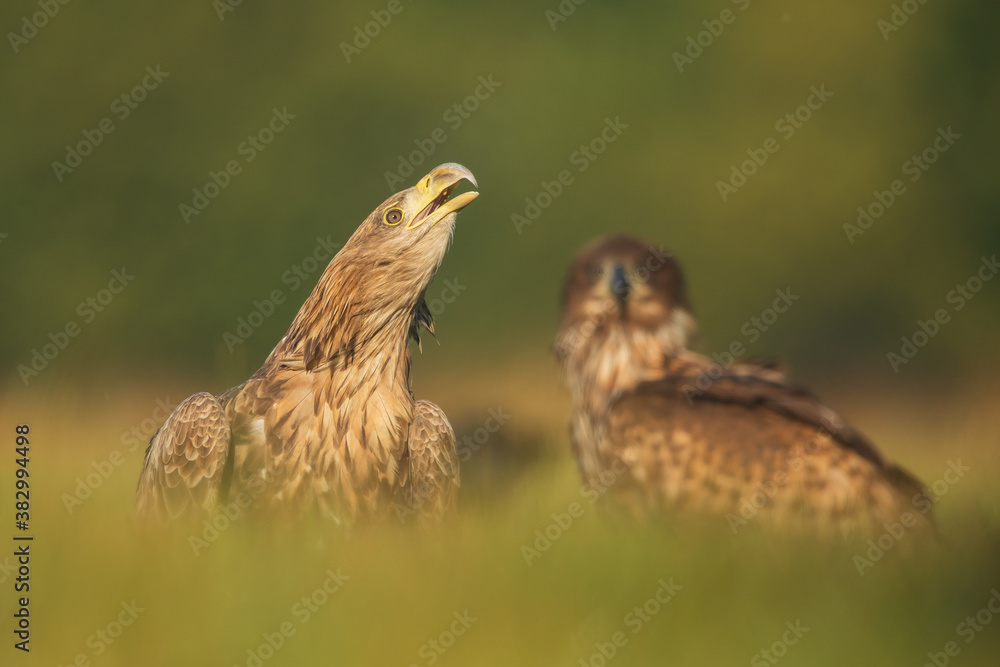 Obraz premium White tailed eagle (Haliaeetus albicilla)