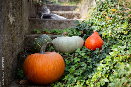 Bunch of alll kind pumpkins lying on steps outside - the orange one, the blue one and the greens. photo