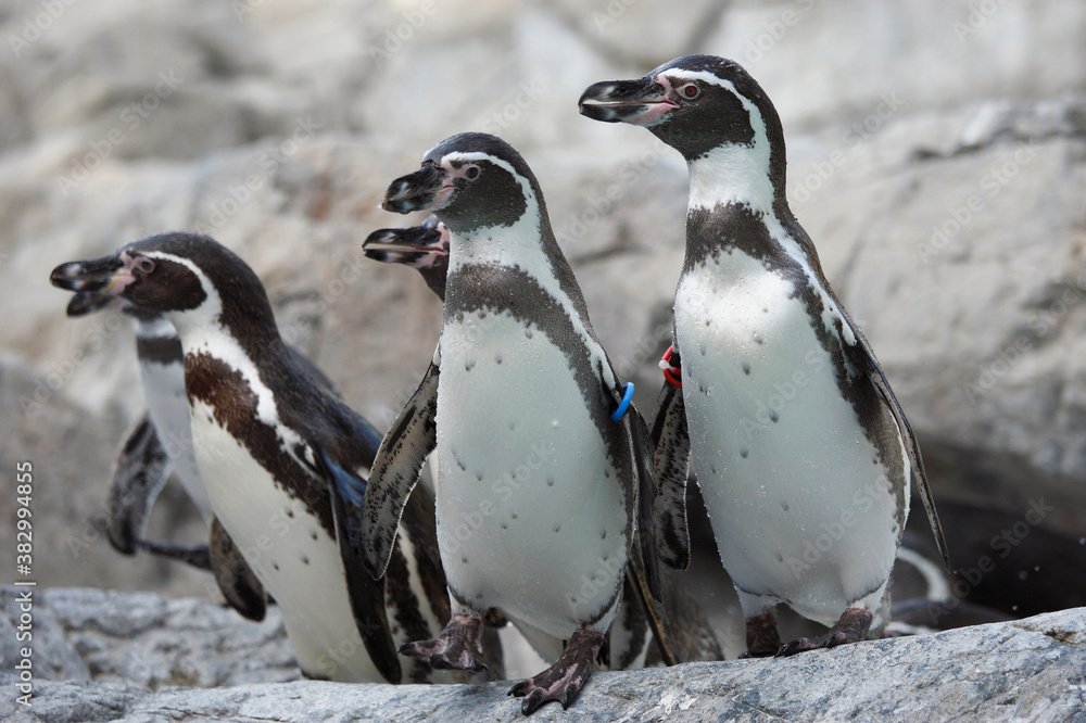 Obraz premium フンボルトペンギン