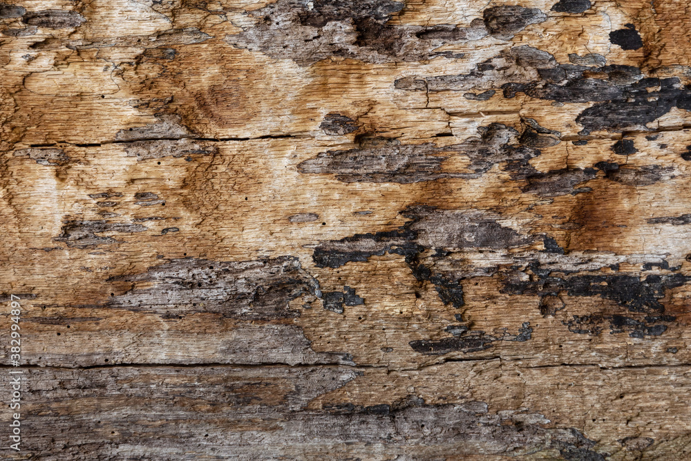 Uneven surface of the trunk of an old tree without bark Uneven surface of the trunk of an old tree without bark