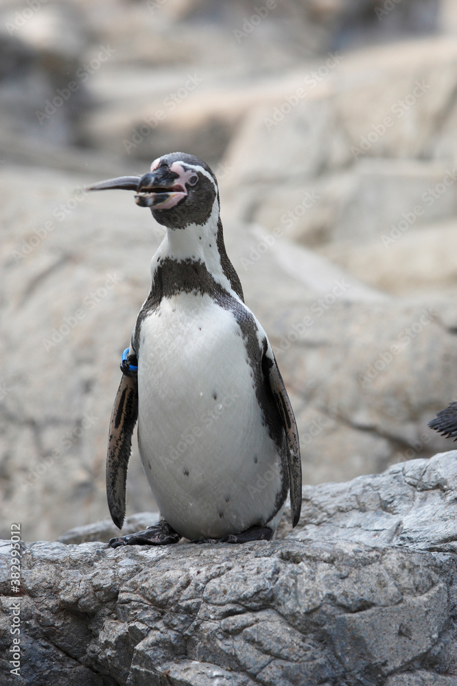 Naklejka premium フンボルトペンギン