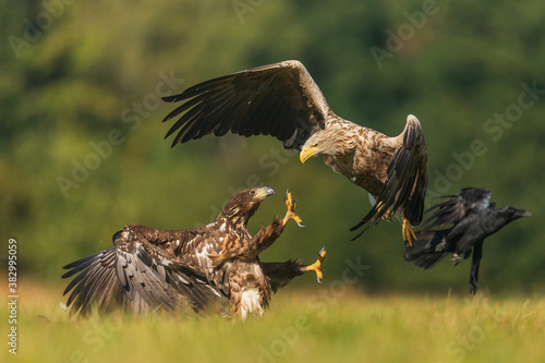 Two White tailed Eagle (Haliaeetus albicilla) fighting in the air. Flying Sea Eagle. photo