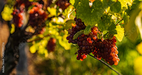 Pink grapes growing on vine in bright sunshine light.