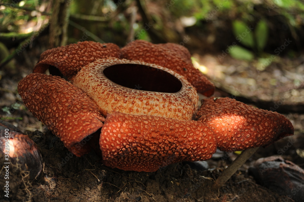 Rare tropical giant flower rafflesia arnoldii in full bloom in Borneo ...