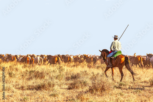 Yeguada en el coto doñana 