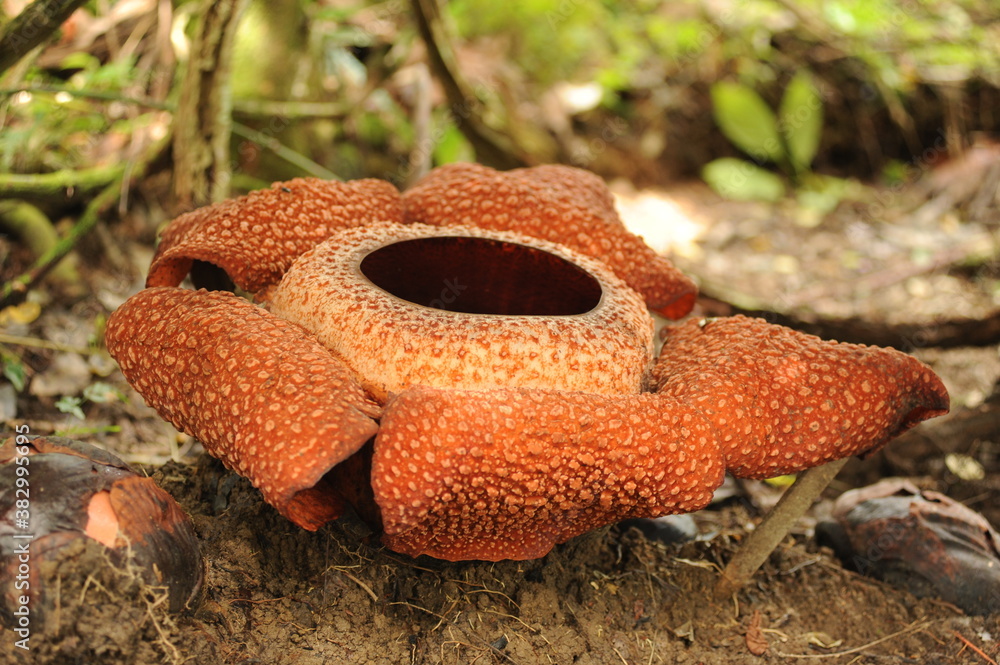 Foto de Rare tropical giant flower rafflesia arnoldii in full bloom in ...