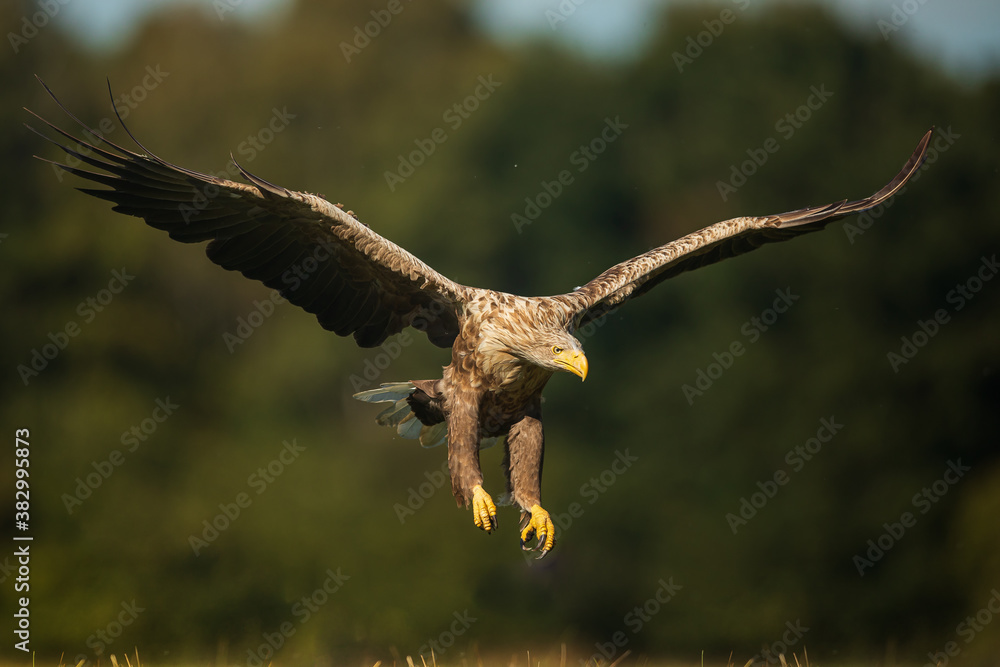Fototapeta premium White tailed eagle (Haliaeetus albicilla)