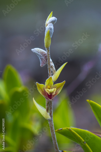 close up Eria Lasiopetala orchid 
