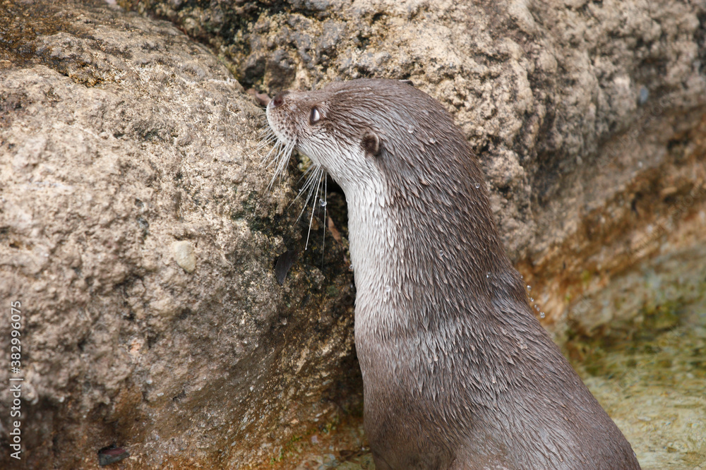 ユーラシアカワウソ ユーラシアカワウソ