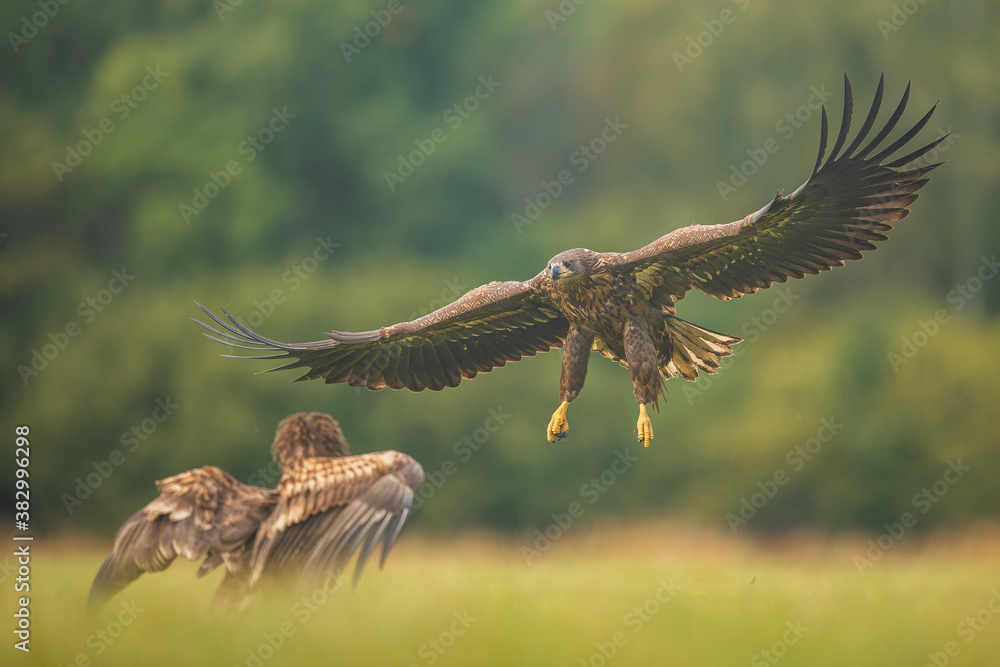 Fototapeta premium Two White tailed Eagle (Haliaeetus albicilla) fighting in the air. Flying Sea Eagle.