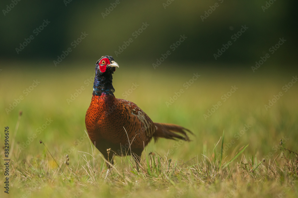 Fototapeta premium Ringneck Pheasant (Phasianus colchicus) male