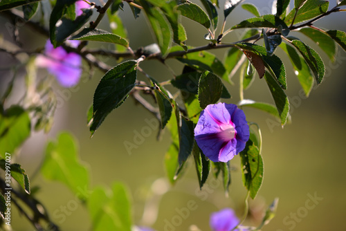 Selective focus shot of beautiful ipomoea purpurea flowers in the garden photo