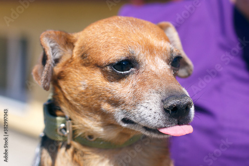 Cute dog showing tongue