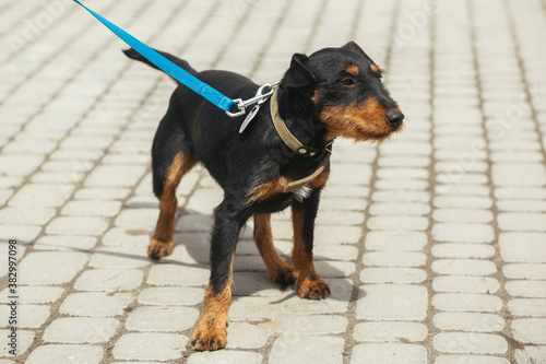 German hunting terrier walking on leash in sunny street  homeless dog