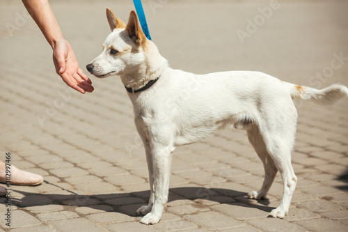 Volunteer comforting little stray dog in sunny street, homeless doggy