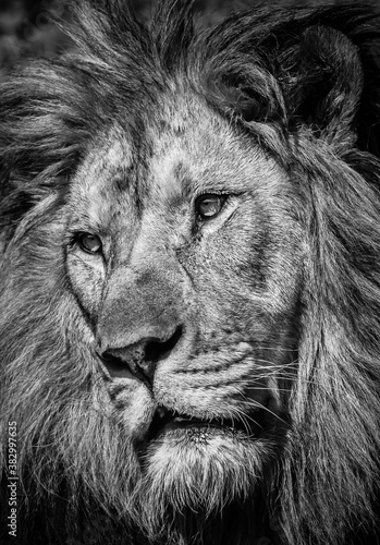 Black and white portrait of a mighty lion