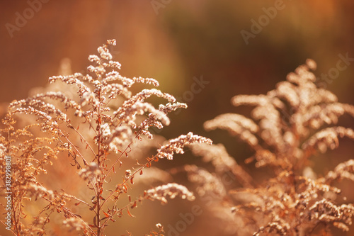 Close up summer dry autumn grass in sunset sunrise sunlight. Copy space