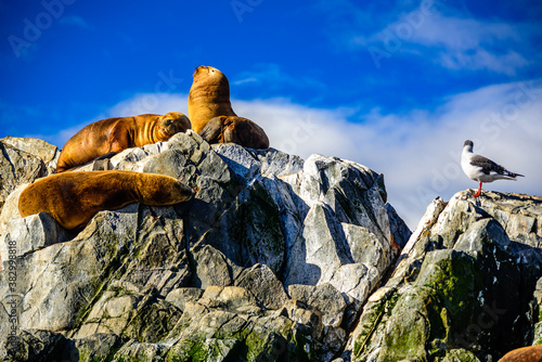 Sea Lions on the island Tierra del Fuego. Beagle Channel, Ushuaia, Argentina. photo