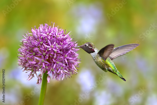 Hummingbird over bright summer background