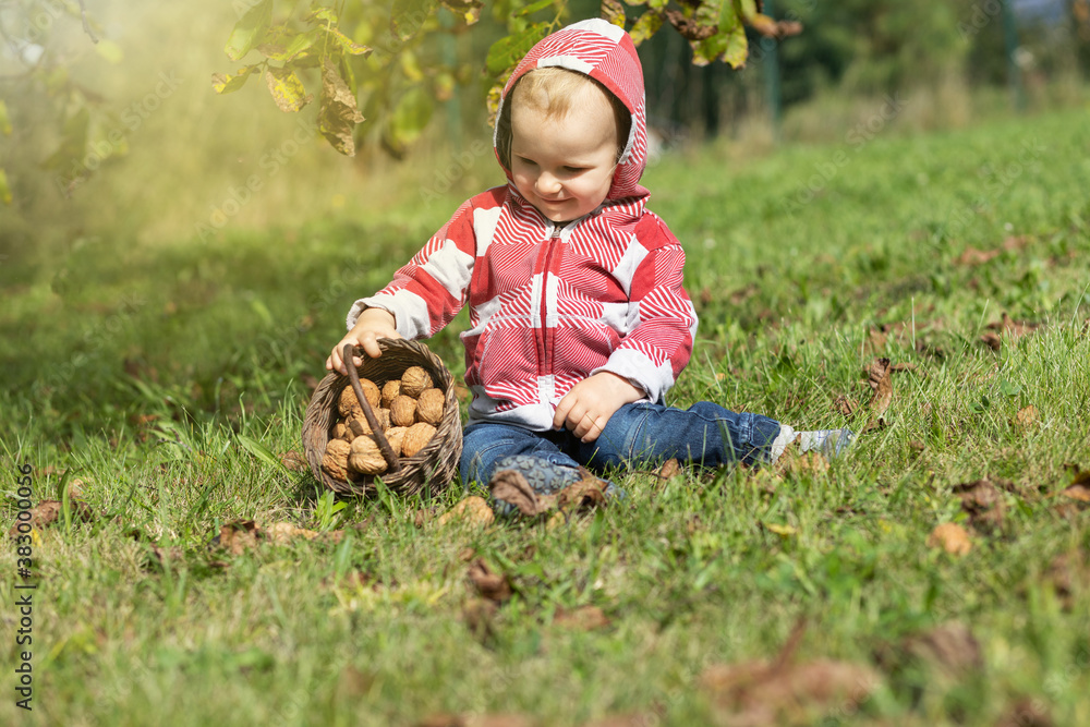 Portrait of cool baby boy looking at handmade wicker backet full of walnuts in the autumn garden. Portrait of cool baby boy looking at handmade wicker backet full of walnuts in the autumn garden.