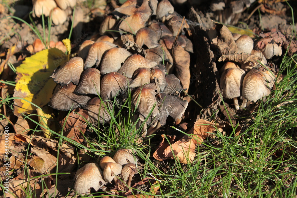 Mushrooms grow in a clearing in the autumn forest. Mushrooms grow in a clearing in the autumn forest.