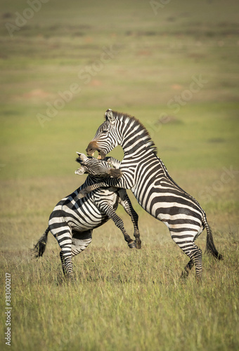 Vertical portrait of two adult zebra fighting in Masai Mara plains in Kenya