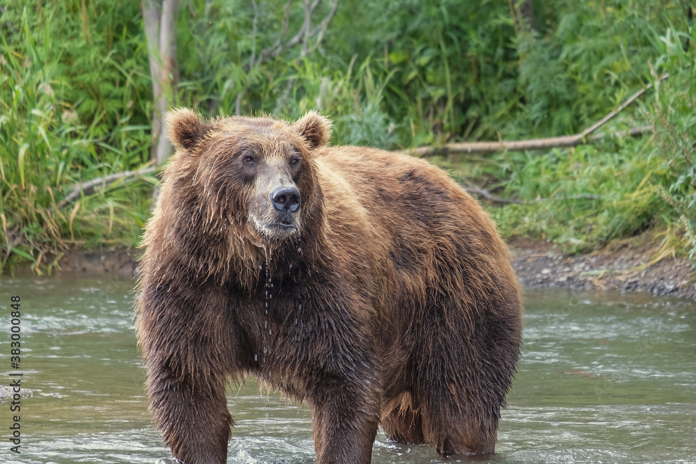 Big brown bear fishes in the river