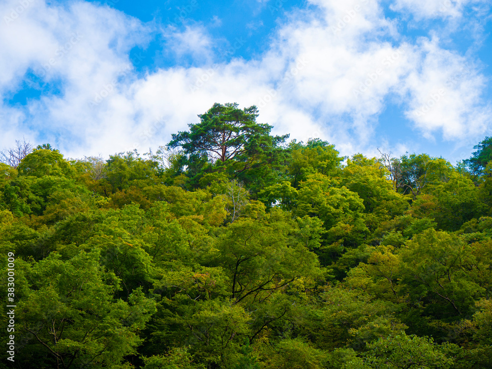 Obraz premium 岩手県・一関・猊鼻渓・舟下りからの景色