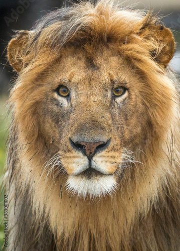 Fototapeta Naklejka Na Ścianę i Meble -  Portrait of a lion's face in Ndutu Tanzania