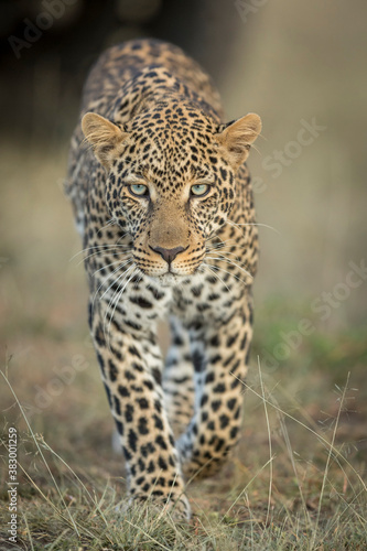Vertical portrait of a leopard walking and looking directly into camera in Masai Mara in Kenya