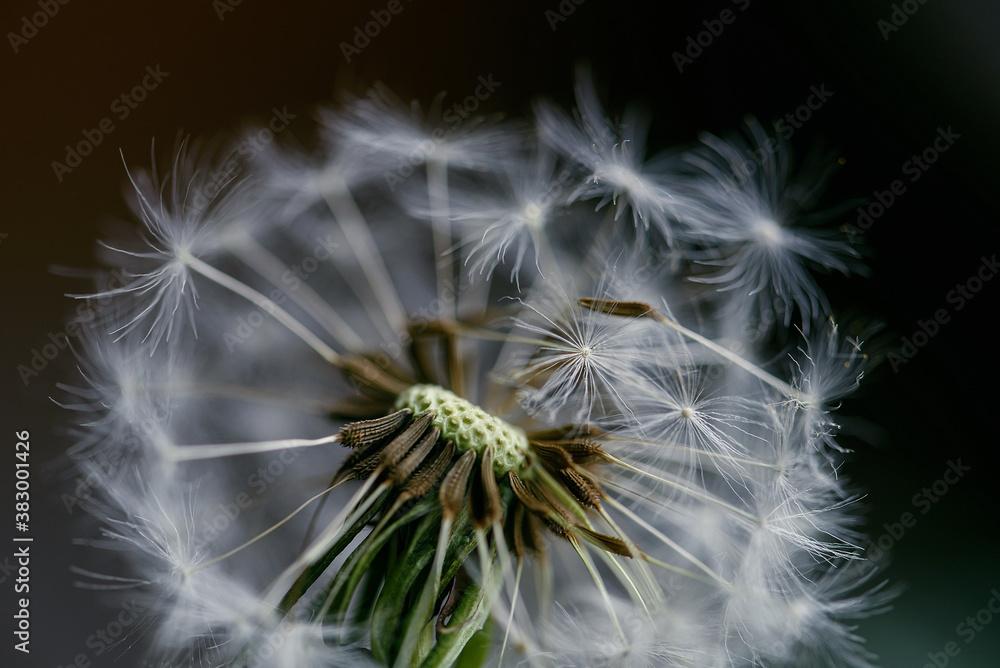 Fototapeta premium dandelion at sunset . Freedom to Wish. Dandelion silhouette fluffy flower on sunset sky. Seed macro closeup. Soft focus. Goodbye Summer. Hope and dreaming concept. Fragility. Springtime