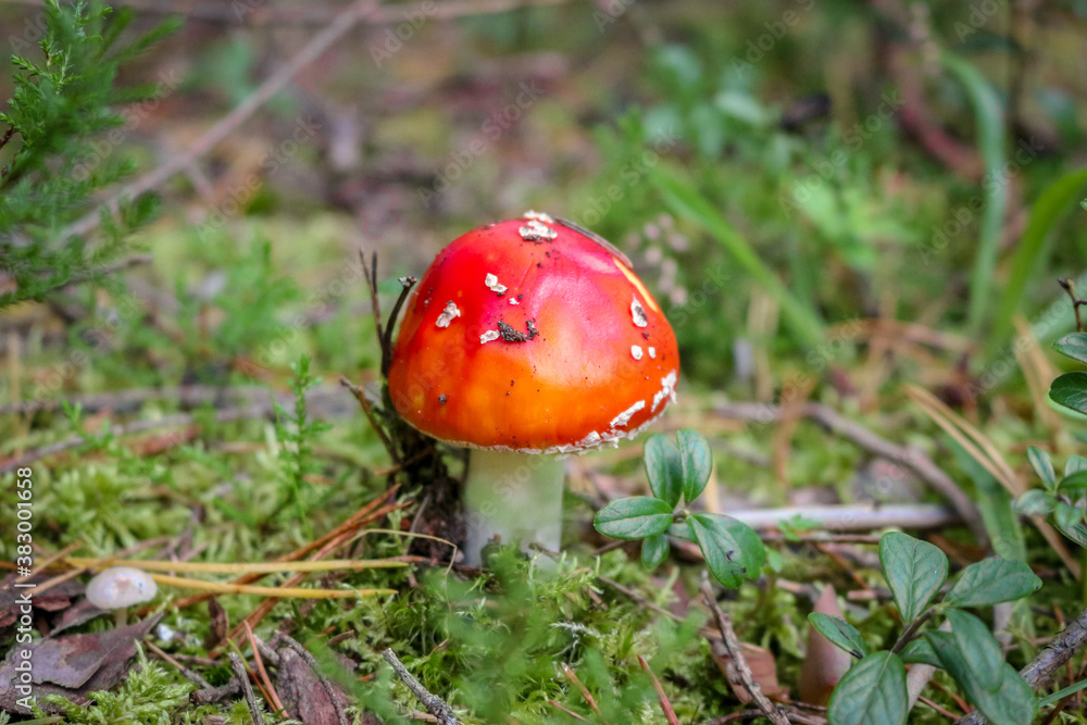 Fly agaric mushroom in the wild growing on moss and grass. Fly agaric mushroom in the wild growing on moss and grass.