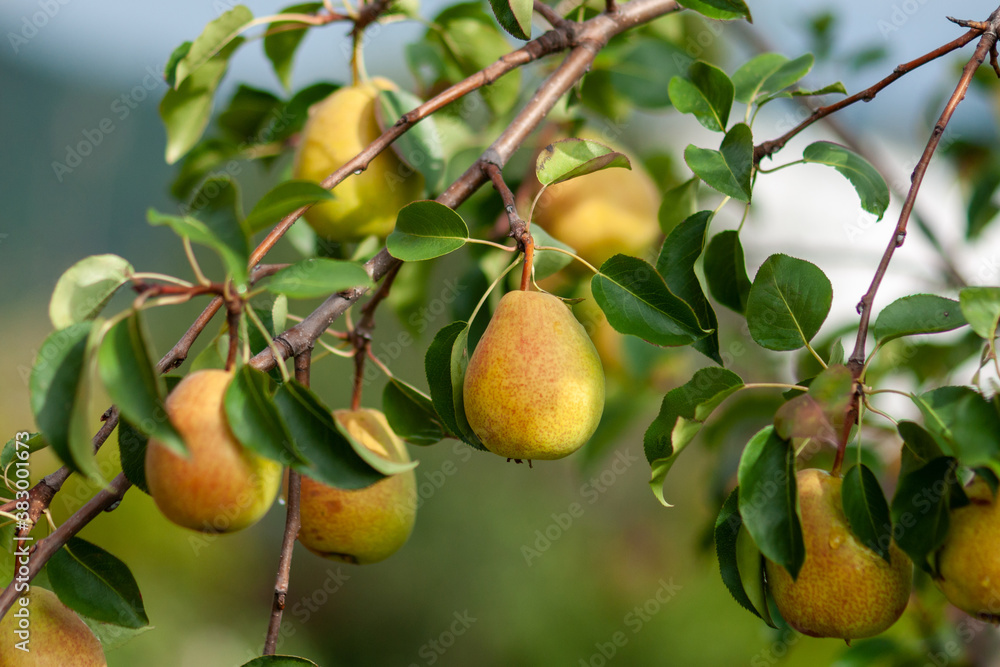Ripe pears on a branch against a background of green foliage on a sunny day. Ripe pears on a branch against a background of green foliage on a sunny day.