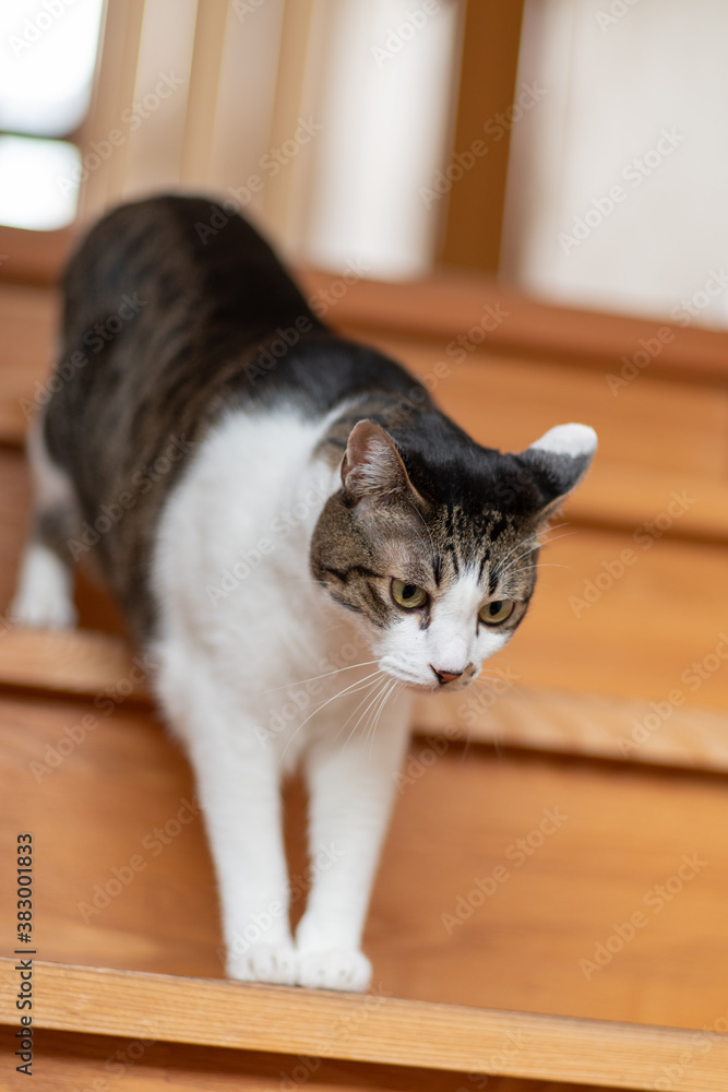 階段を降りる猫　キジトラ猫