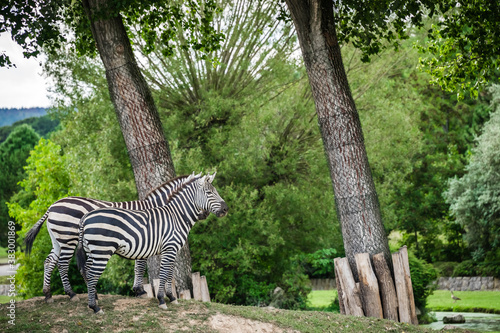 Closeup of zebras at the zoo