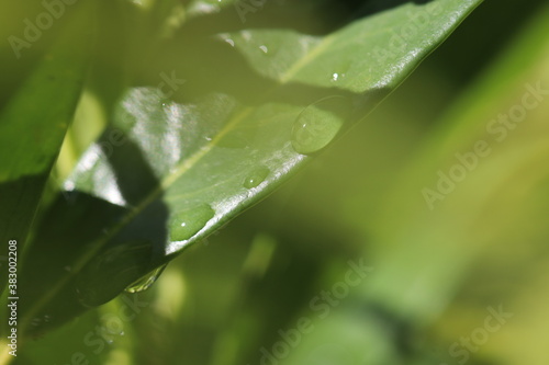 morning dew drops in the sunlight