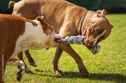 Photography Two dogs amstaff terrier playing tug of war outside.