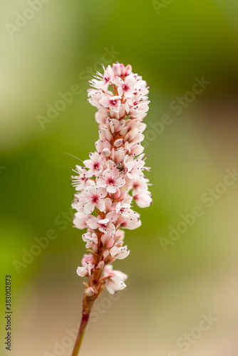 pink knotweed or smartweed (persicaria) flower