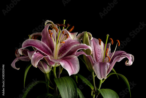 Murais de parede Two pink magenta tiger lily flowers on black background.