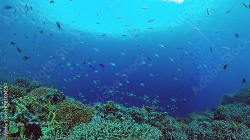 Coral reef underwater with fishes and marine life. Coral reef and tropical fish. Panglao, Bohol, Philippines.