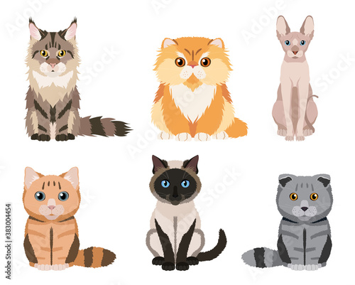 Set of different cat breeds: maine coon, persian, siamese, british cat, scottish fold, sphynx. Cute illustrations isolated on white background. Vector collection for your design