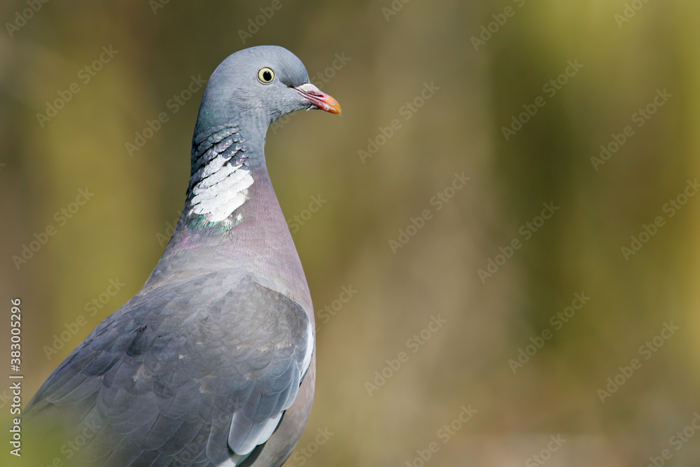 Common Wood Pigeon (Columba palumbus) close-up, Hesse, Germany Common Wood Pigeon (Columba palumbus) close-up, Hesse, Germany