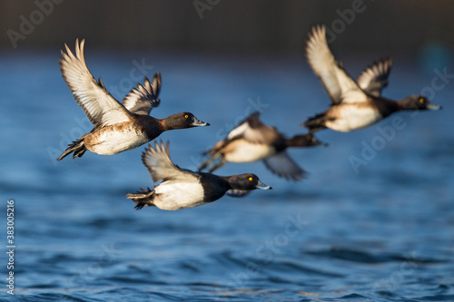 Canvas Print Tufted Duck (Aythya fuligula) flight shot, Baden-Wuerttemberg, Germany