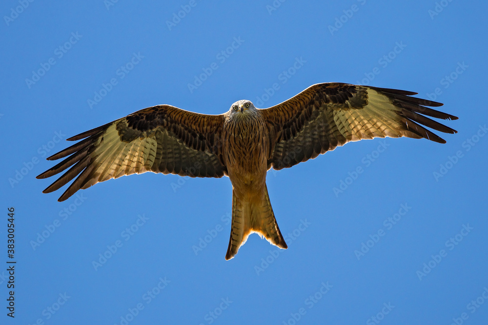 Fototapeta premium Red Kite (Milvus milvus) flying, Baden-Wuerttemberg, Germany